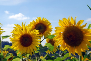 Das Foto zeigt Sonnenblumen auf einem Sonnenblumenfeld.
